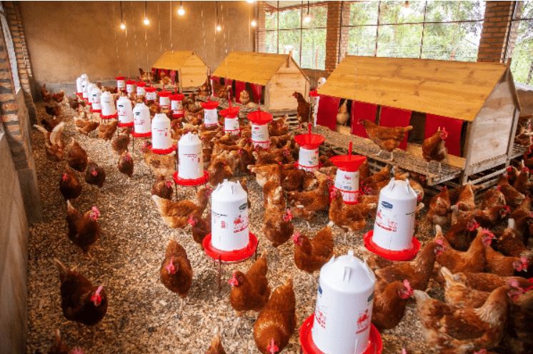 Poultry Project (UN-FAO)