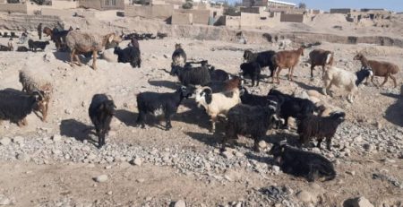 Cold Wave Impact Assessment on Livestock Data Collection in Farah Province