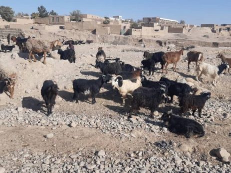 Cold Wave Impact Assessment on Livestock Data Collection in Farah Province