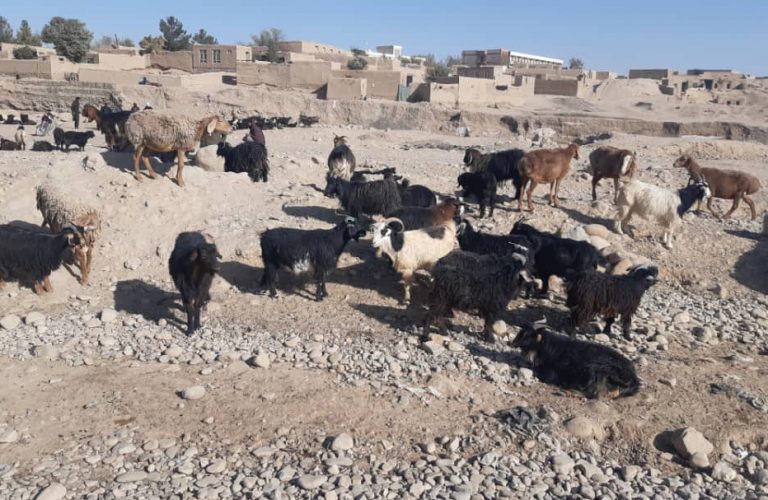Cold Wave Impact Assessment on Livestock (UN-FAO)